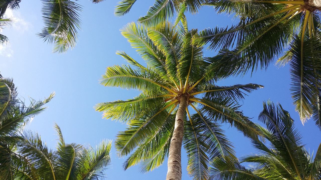 palm tree, sky, boracay